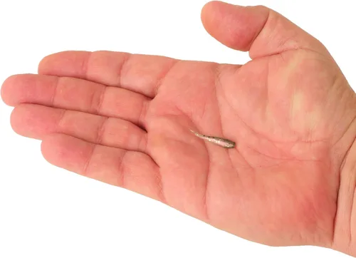 Miniatura 3 de Berkley PowerBait - Cebo suave para pesca