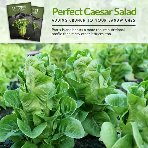 Miniatura 6 de Semillas de lechuga romana para plantar, variedad de reliquia de Parris Island Cos con cabezas crujientes y tiernas, tolerantes al calor, lechuga