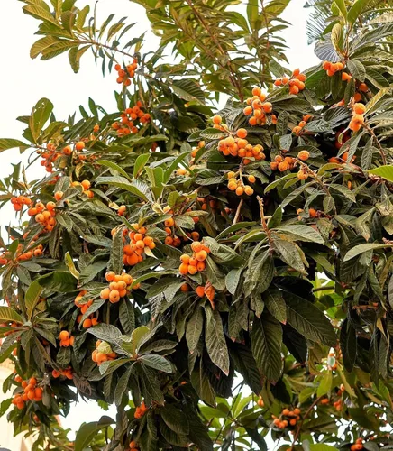 Miniatura 3 de TomorrowSeeds - Semillas de árbol de níspero - Más de 10 unidades - para plantar Eriobotrya Japonica Pipa china Biwa Bibasse Ciruela Nispero Fruta
