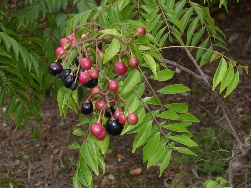 Miniatura 6 de Planta de hojas de curry. Planta viva. Fragante, hermosa, comestible. Fácil de cultivar. Ingrediente esencial para cocina india. Murraya koenigii.