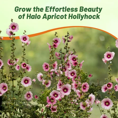 Miniatura 5 de Outsidepride Halo Hollyhock Seeds – 50 piezas de semillas de flores perennes de albaricoque, tolerantes a la sequía de larga duración con flores