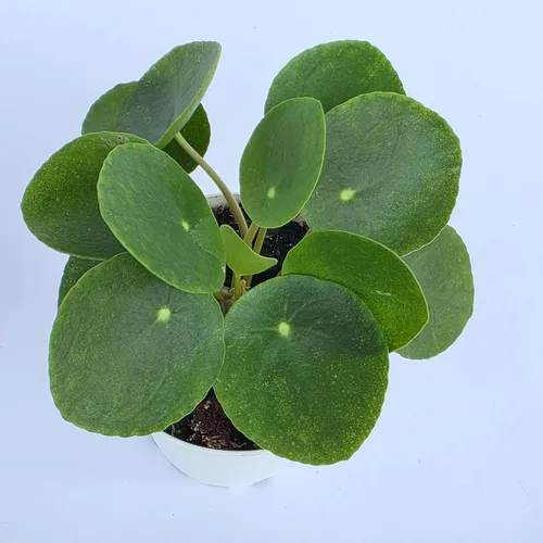 Planta de dinero china viva (Pilea Peperomioides) | Disponible en maceta de vivero de 2.5 pulgadas y 4 pulgadas o añade nuestra maceta geométrica de