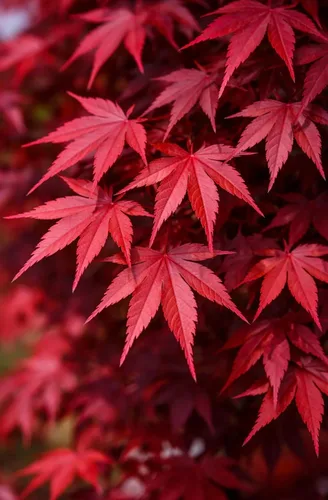Bloodgood Árbol de arce japonés rojo - Planta viva de 2 años - Acer palmatum 'Bloodgood' por - Japanese Maples and Evergreens