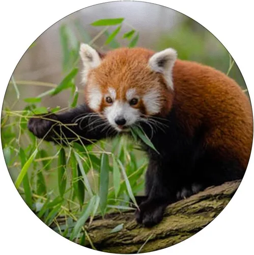 Miniatura 3 de Lote de vasos de panda rojos con diseño de oso de zorro, para amantes de la naturaleza, con agarre y soporte para teléfonos y tabletas