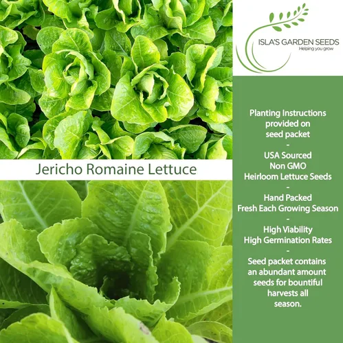 Miniatura 2 de Jericho Semillas de lechuga romana para plantar, más de 500 semillas tradicionales por paquete, semillas de jardín de Isla