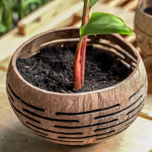 Miniatura 3 de Rainforest Bowls Horizons - Maceta de coco con orificio de drenaje, perfecta para suculentas, flores, plantas pequeñas, jardines interiores