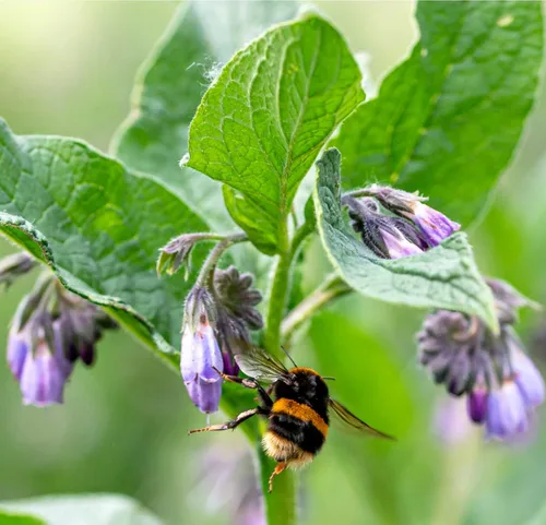 Miniatura 6 de True Comfrey 50 Semillas (Symphytum officinale) Sin OGM, Herencia
