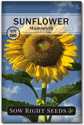 Sow Right Seeds - Semillas de girasol de mamut para plantar - Cultiva girasoles gigantes en tu jardín - Semillas de reliquia sin OMG para plantar un