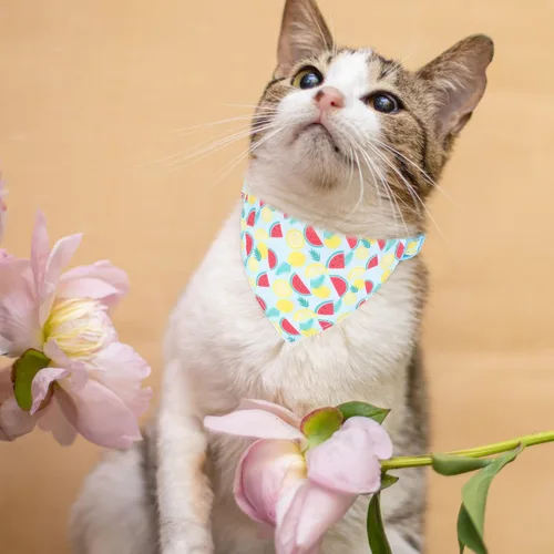 Miniatura 7 de Collares Separables para Gatos con Campana y Lindas Colgantes - Paquete de 3 Collares Ajustables de Seguridad para Gatitos - Decoración para Gatos
