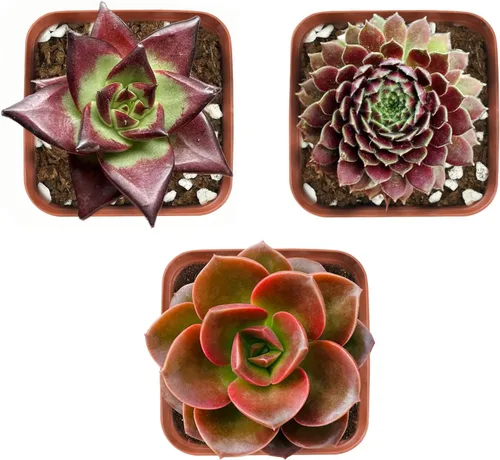 Miniatura 3 de Plantas suculentas (paquete de 3 unidades), suculentas vivas totalmente enraizadas en macetas de cultivo de 5 cm, planta de interior única en maceta