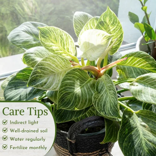 Miniatura 5 de Philodendron Plant Live Colección exclusiva (paquete de 4) – Birkin raro, Gloriosum, Princesa Rosa y Mago Blanco en maceta de 2 pulgadas; plantas