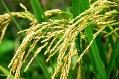 Miniatura 6 de Arroz blanco orgánico de grano largo, 1 libra, sin OMG, vegano, kosher, a granel. Fácil de cocinar. Se mantiene separado y esponjoso. Bajo en grasa.