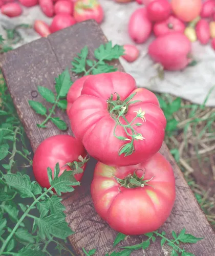 Miniatura 3 de Semillas de tomate rosa Bogema para plantar aproximadamente 30 semillas para plantar sin OMG