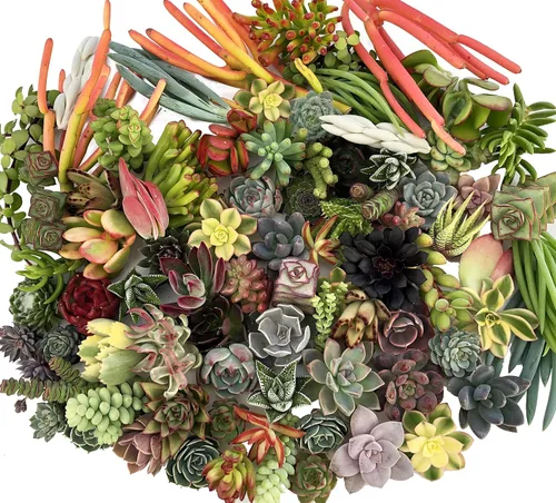 Miniatura 2 de 10 esquejes surtidos de suculentas vivas, no hay 2 suculentas iguales, ideal para terrarios, mini jardines y como plantas de inicio por The