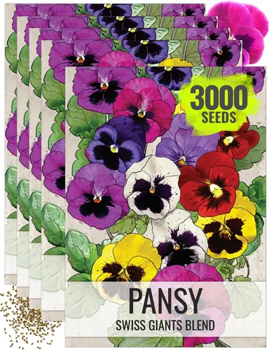 Miniatura 8 de Seed Needs Johnny Jump Up Semillas para plantar violas, reliquia y flores polinizadas abiertas para plantar un jardín de mariposas lleno de flores