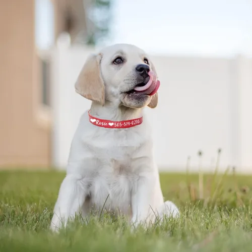Miniatura 2 de Collares de perro personalizados, collar de perro de transferencia de calor con nombre y número de teléfono, collar de perro de cuero acolchado