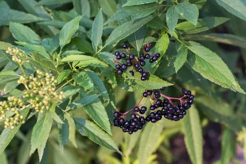 Miniatura 2 de 4 esquejes frescos de saúco con rodamientos negros para cultivar – Cultiva 4 plantas de árbol de saúco – Valoradas por su fruta saludable