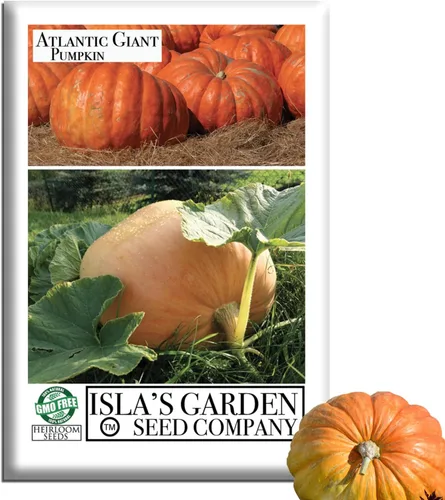 Semillas de calabaza gigante del Atlántico para plantar, más de 15 semillas de reliquia por paquete, semillas de jardín de Isla (semillas de jardín