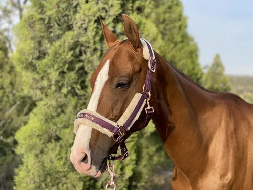 Miniatura 4 de Ride Now Glossy Buckle Headcollar Horse Halter with Detachable Faux Fur Band