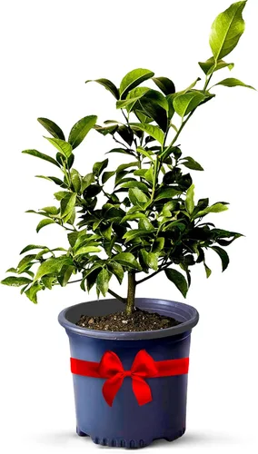Miniatura 9 de Calamondin Tree - Plantas vivas para exteriores de 18 a 22 pulgadas de alto, árboles frutales de interior enanos, plantas vivas que no se pueden