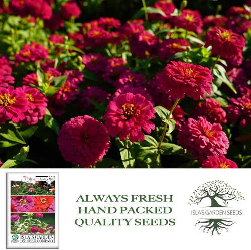 Miniatura 4 de Zinnia Merlot Mix - Semillas de flores para plantar, más de 200 semillas de flores por paquete, meteorito, príncipe morado y escarlata llama