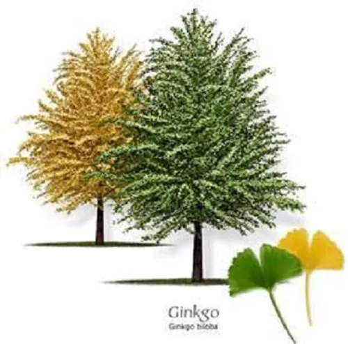 Miniatura 8 de Planta de plántulas de Ginkgo Biloba, 2 años, árbol más antiguo del mundo. Hoja dividida. Raíces envueltas.