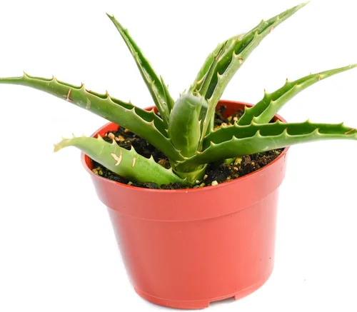 Miniatura 2 de Planta suculenta de aloe vivo, suculenta de aloe grande de 4 pulgadas con raíces completas (Aloe Morning Dew)