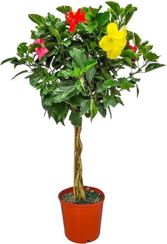 Árbol de hibisco trenzado, mezclado (de 3 a 4 colores de flores), altura total de 36 a 42 pulgadas. Tropical Plants of Florida