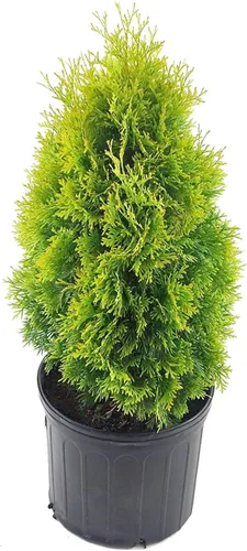 Miniatura 8 de Planta viva Green Promise Farms, Thuja occidentalis 'Smargd' Emerald Green Arborvitae #3 Contenedor de tamaño Evergreen