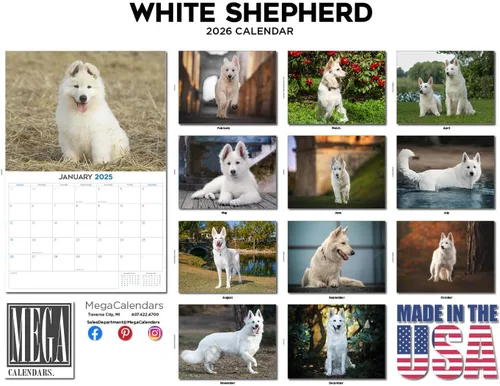 Miniatura 140 de Razas de Perros 2017 ESKIMO AMERICANO