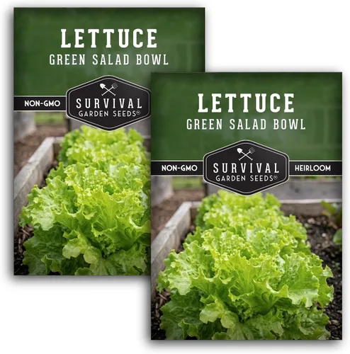 Miniatura 10 de Semillas de lechuga verde para plantar, semillas de lechuga de hojas verdes resistentes al calor para cultivo de jardín, variedad tradicional