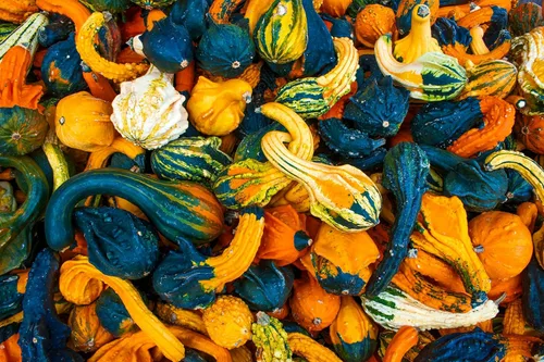 Miniatura 3 de Semillas de calabaza "Autumn Wings Mix" – Calabazas aladas únicas, texturizadas y suaves – Cucurbita pepo Nunca transgénicos, siempre reliquia