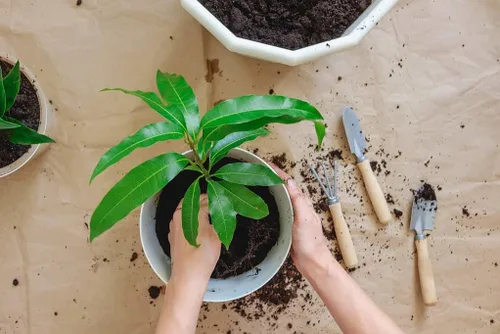 Miniatura 2 de Gardenera - Suelo prémium para macetas para árboles de mango - Infunde tu jardín con mangos dulces y jugosos y vitalidad vibrante, 2 cuartos de galón