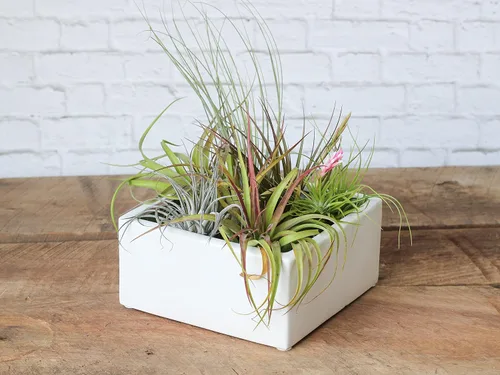Miniatura 2 de Air Plant Shop Paquete de 10 bolsas de agarre para plantas de aire Tillandsia de primera calidad, medianas y grandes, al por mayor y a granel