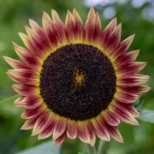 Miniatura 6 de Eden Brothers Semillas de girasol - Autumn Beauty