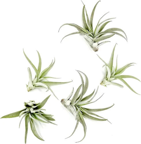 Miniatura 61 de ragnaroc Air Plants - Floración Tillandsia Bulbosa Belice, gigante de 7-9 pulgadas, 1 unidad, llegada en vivo garantizada, plantas