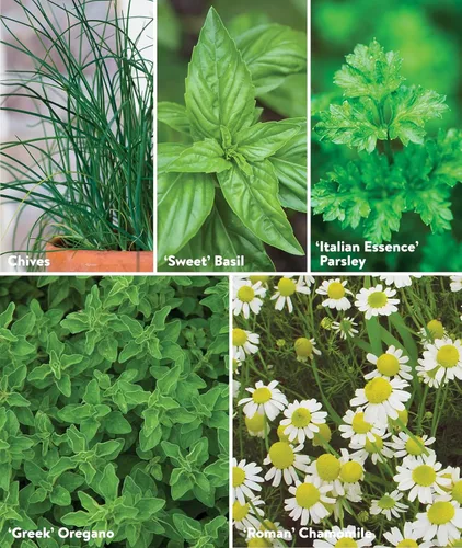 Miniatura 5 de Burpee Culinary Classics Garden Collection - 10 paquetes de cebollino sin OGM, cilantro, albahaca, salvia, tomillo, eneldo, perejil, manzanilla
