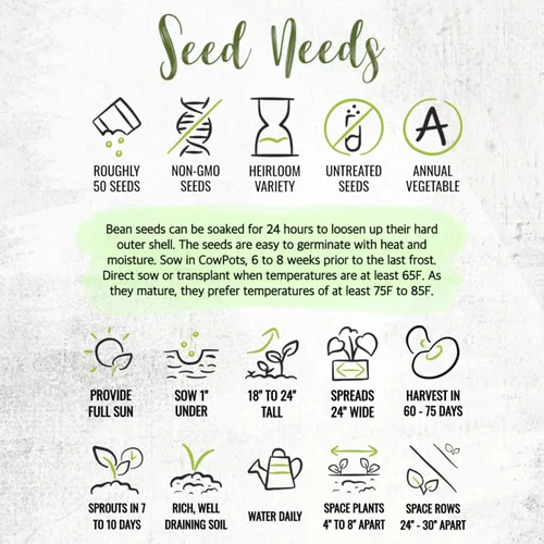 Miniatura 7 de Seed Needs Semillas de Frijol Lima para Plantar Frijoles Henderson Lima - Semillas de Vegetales Heirloom Sin OMG y Sin Tratar para Plantar un Jardín