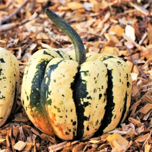 TomorrowSeeds - Semillas de calabaza dulce de bola de masa hervida - Más de 30 unidades - para plantar carnaval bellota delicata calabaza de