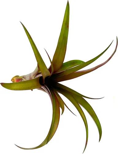 Miniatura 2 de ragnaroc Air Plants - Tillandsia Red Capitata, grande de 5-7 pulgadas, 1 unidad, llegada en vivo garantizada, plantas de interior para decoración