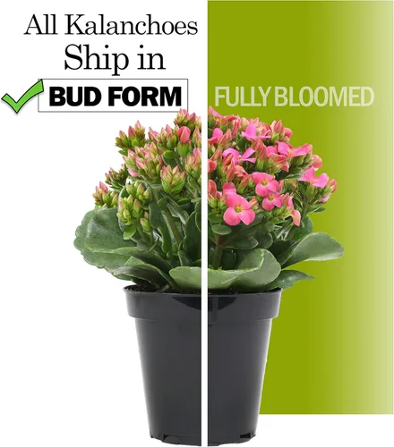 Miniatura 6 de Plants for Pets - Plantas de Kalanchoe suculentas vivas en maceta blanca, plantas suculentas vivas, plantas suculentas vivas para interiores