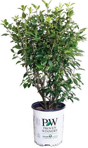 Miniatura 7 de Ganadores probados - Ilex x meserveae Castle Spire (Acebo) Evergreen, 3 - Contenedor