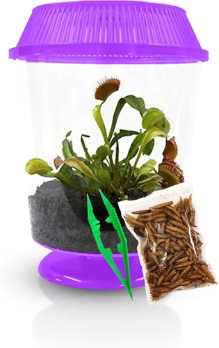 Miniatura 10 de Venus - Trampa para moscas con terrario azul de 4.5 pulgadas + plantas carnívoras paquete de alimentos con pinzas de alimentación, suelo para Tapa