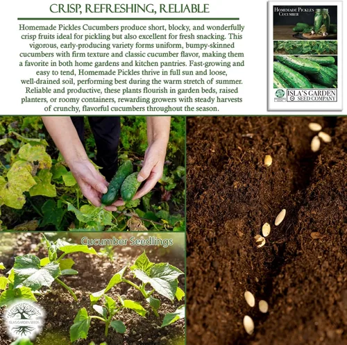 Miniatura 5 de Semillas de pepino "encurtidos caseros" para plantar, más de 50 semillas de reliquia por paquete, semillas de jardín de Isla