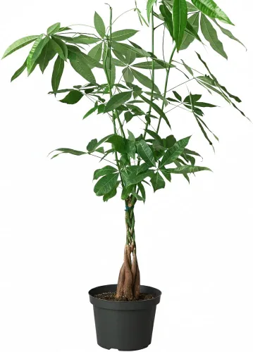 Miniatura 26 de Árbol de dinero trenzado de tocón de Pachira (4 pulgadas), plantas de interior de la suerte, plantas de interior decorativas únicas de 4/6 pulgadas