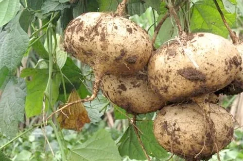 100 semillas de jícama sin OMG, heirloom mexicano, frijol mexicano, semillas de nabo mexicano en el jardín o huerto casero, Cu San Cu Dau