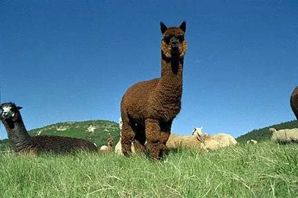 Miniatura 6 de Bufanda de lana de alpaca - 100% pura alpaca bebé - Bufanda reversible de contraste de doble cara (Bruselas), Brussels