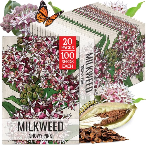 Miniatura 22 de Seed Needs Semillas de algodoncillo naranja para plantar malezas de mariposa, semillas de flores perennes sin tratar para cultivar un jardín