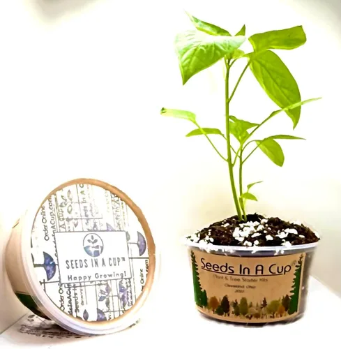 Miniatura 7 de Baya de Goji (Wolfberry): Kit de cultivo de semillas de árbol Nutrientes reales - Suelo rico Sin vainas falsas Educativo Gran idea de regalo