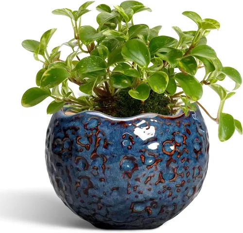 Miniatura 21 de Macetas de Cerámica Thirtypot - Maceta de 4 Pulgadas con Agujero de Drenaje, Macetas Pequeñas para Plantas de Interior y Exterior, Maceta Redonda